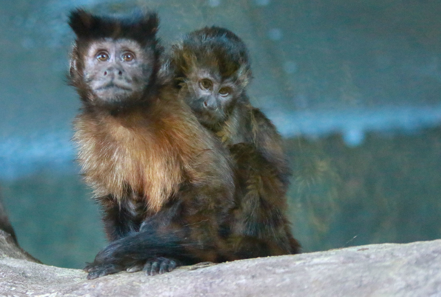 The Washington Park Zoo turns 90 this year